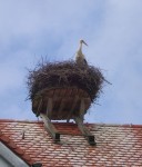 Stork am Rathaus, Illmensee, Germany