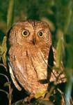 Chuk (latin. cvrkut_otus_scops)