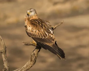 The Red Kite, or Rosmarin. Windmills particularly endanger raptors, thus pausing windmill construction where they concentrate.