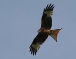 The Red Kite, or Rosmarin. Raptors have been particularly endangered, thus there has been a pause in windmill construction where raptors concentrate.