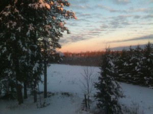 Tree tops west of the house catching the sunrise.