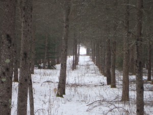 Winter to Spring, Northern Wisconsin