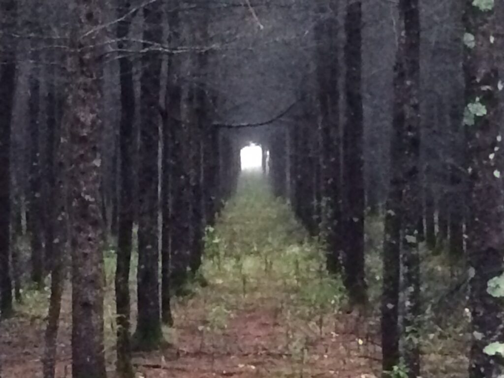 Tamarack-Tunnel-1024x768-1