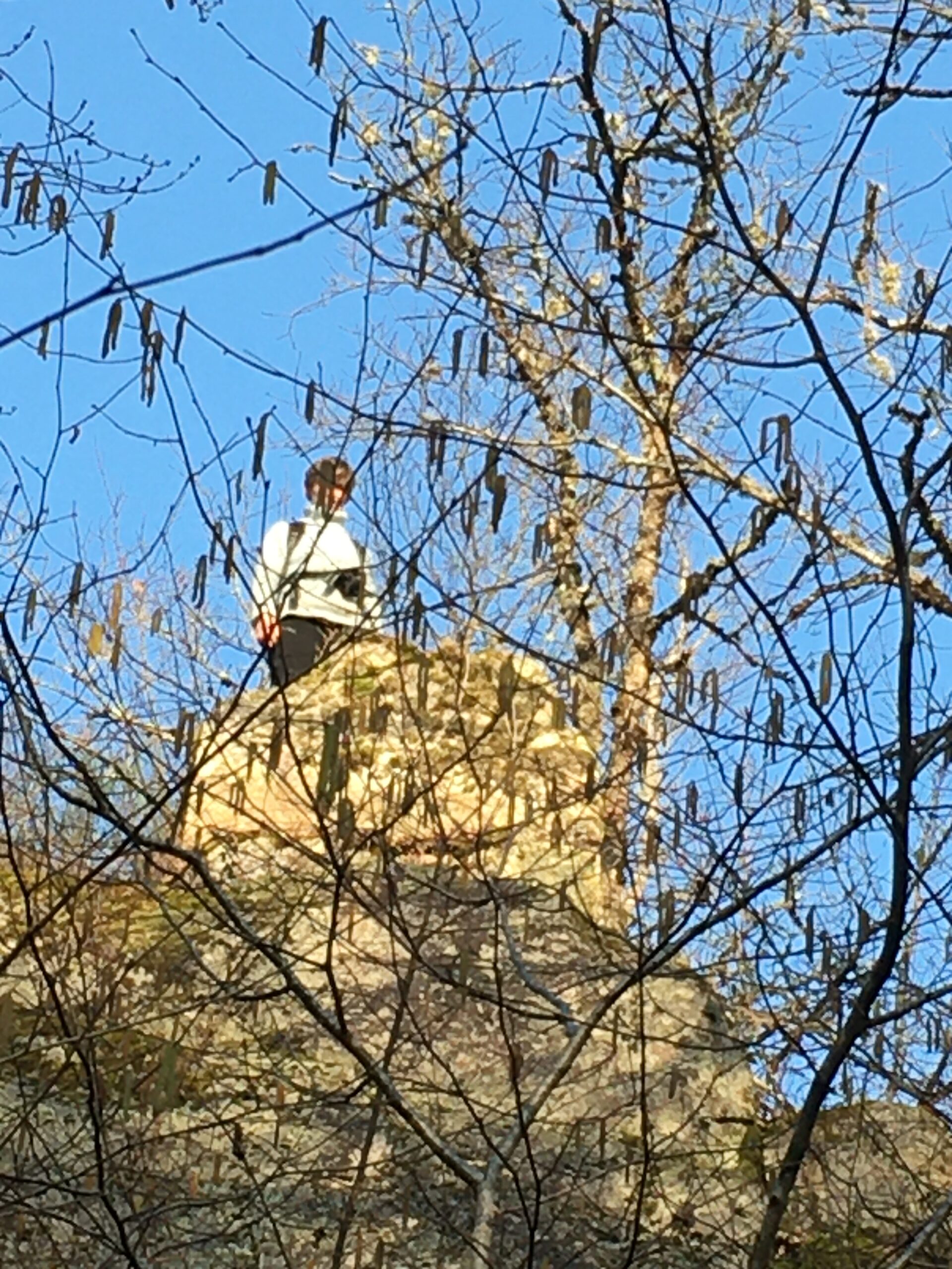 Person standing on top of a rock surrounded by leafless branches.