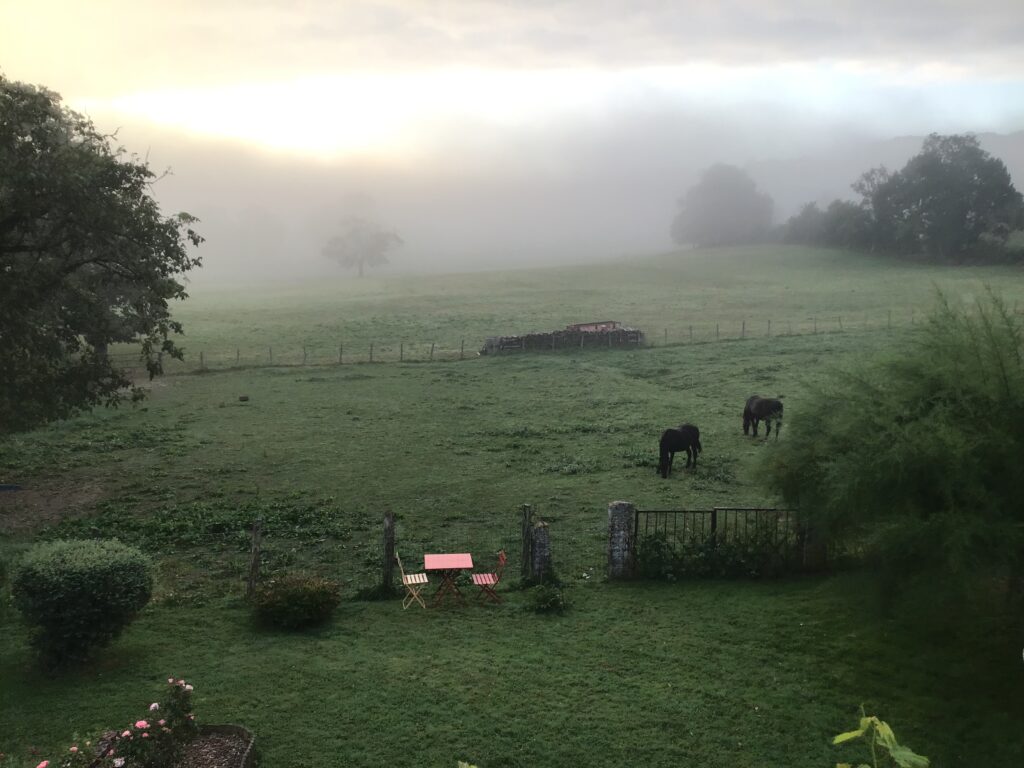 Foggy morning over a green field with grazing cows and garden furniture.