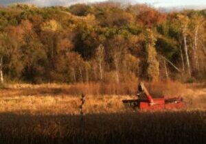 A red combine harvester working in a golden field near a colorful forest.