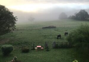 Foggy morning over a green field with grazing cows and garden furniture.