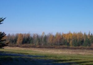 A serene field with autumn-colored trees under a clear blue sky.