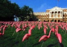 Numerous pink flamingo lawn ornaments scattered on green grass near a building.