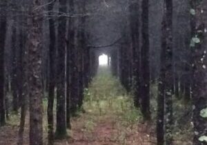 Tamarack-Tunnel-1024x768-1